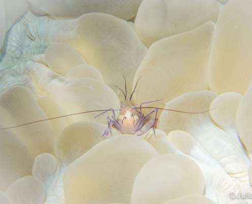 Bubble coral shrimp on bubble coral