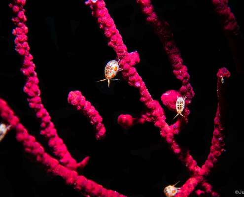 Ladybug amphipods, parasites on coral