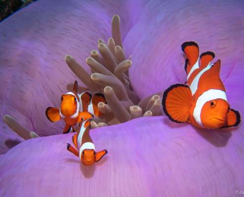 Ocellaris clownfish and magnificent sea anemone