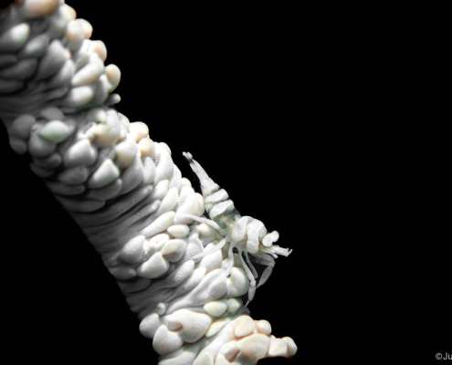 Whip coral shrimp. on whip coral