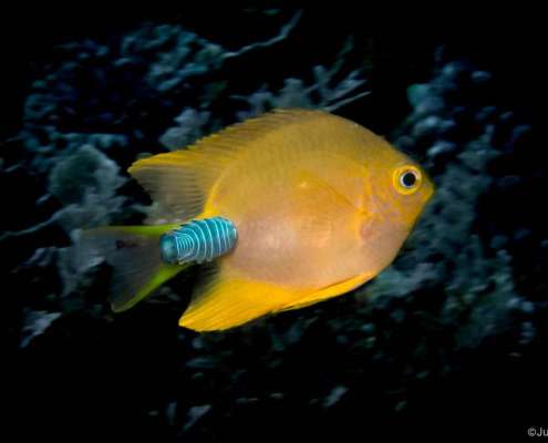 Yellow chromis with isopod