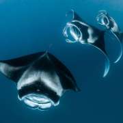 2022 Manta Season at Hanifaru Bay