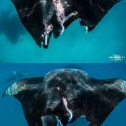 Manta Ray Babaganoush