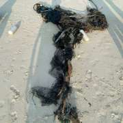 Ghost Net Olive Ridley Turtles Maldives