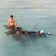 Olive Ridley Turtles