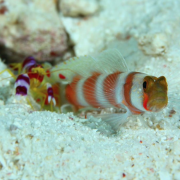 Snapping Shrimp and Goby Maldives