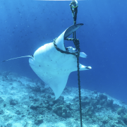 Manta Ocean Dimensions Maldives