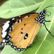 The Plain Tiger or African Monarch