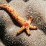 Starfish regenerating Maldives